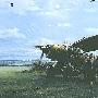 “夜空潜行者”——二战英国“莱桑德”（Lysander）式联络机