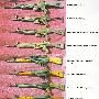 [推荐]西班牙7.62mm CETME自动步枪