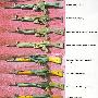 7.62mm CETME步枪