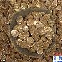 英国发现博阿迪西亚女王制造金币