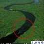 陕西黄河湿地发现30米千年大蛇疑为龙――有图为证