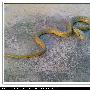 [原创]一只小蛇
