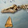古生物学家还原400万年前鲨鱼捕杀海豚场景