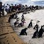 84只企鹅在南非海滩被放生 曾受到石油污染