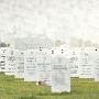美国阿灵顿公墓被曝错埋200多名阵亡士兵[图]