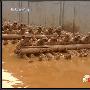 残酷！中国武警特战队员的极限泥浆训练图(3)