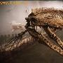 加发现8000万年前“深海恐龙王”化石 (图)