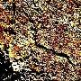 内蒙古额尔古纳发现远古彩绘岩画