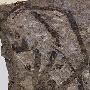 内蒙古发现最大型史前蜘蛛化石：距今1.65亿年