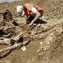 荷兰发现欧洲最大葬马坑:51具战马骨架完好