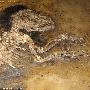 4700万年灵长类化石 填补人类进化缺失环节(图)