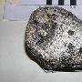海滩上捡到怪石 竟是8000万年前鱼头化石(图)