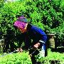 探寻神秘的黎医 黎族妇女不必坐月子(图)