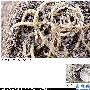 [转帖]中国出土4000年前de面条 （图）