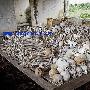 红色高棉时期的柬埔寨华人一半人被处以死刑