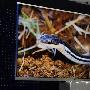 CES2010:LG展出厚度仅6.9mm的液晶电视