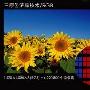 纠纷再现 友达控诉夏普液晶面板侵权