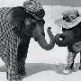 大象穿上香奈儿 时装演绎"大块头传奇"