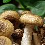 蘑菇减肥餐 每天轻松减1斤