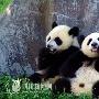 最爱大熊猫 十国老外受邀请畅游四川美景