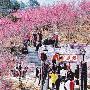龙岩海印寺樱花吸引众多游客（图）
