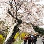 樱花路上鲜花盛开青岛中山公园12日起免费进
