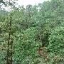 雅安：荥经县发现大型成规模原始珙桐林