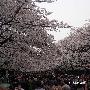 清明时节去日本看樱花