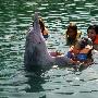 圣淘沙与海豚共泳