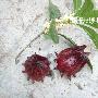 桂林之旅--11月4日 （漓江徒步）