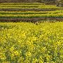 踏青.赏花.寻春天