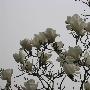 大觉寺玉兰花开