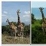 总统之路－肯尼亚禽兽之旅二·阿布岱尔的长颈鹿