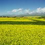 7月青海5日游(西宁—祁连大草原—青海湖)