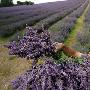 紫色海洋香气浓郁 英国最大薰衣草园丰收