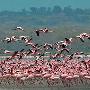 肯尼亚“观鸟天堂”重现粉色湖岸奇观