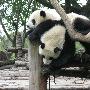 2009年10月中下旬成都九寨黄龙松潘重庆9日自助游(一)