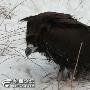 西安登山爱好者穿越秦岭 雪地救回一级保护动物黑雕