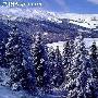 喀纳斯8日风情游：乘马拉雪橇 感受冰雪世界的魅力