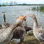 北京唯一湿地鸟类自然保护区——延庆野鸭湖