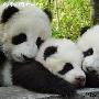 傲峰雪捐赠物资送达保护大熊猫研究中心碧峰峡基地