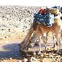 穿越撒哈拉5月24日日记——世界上最幸福的骆驼