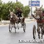 卡拉奇举办驴车赛跑(组图)