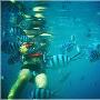 无与伦比的海底世界（马来西亚: 停泊岛、马六甲休闲文化游记功略2009.9.11~19）
