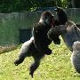 英游客拍下大猩猩为情斗殴的照片(图)