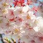 日本樱花异常提早开放 创56年纪录