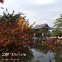 让我死在红叶下----6days日本枫叶游 11.9@奈良 大阪