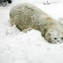 动物园雪天:河马泡温泉 犀牛变宅男 熊猫赏雪景