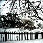 天津水上公园银装素裹美景如画 市民享受雪趣(组图)
