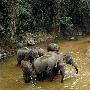 穿越森林偶遇大象 12天自驾游古国老挝